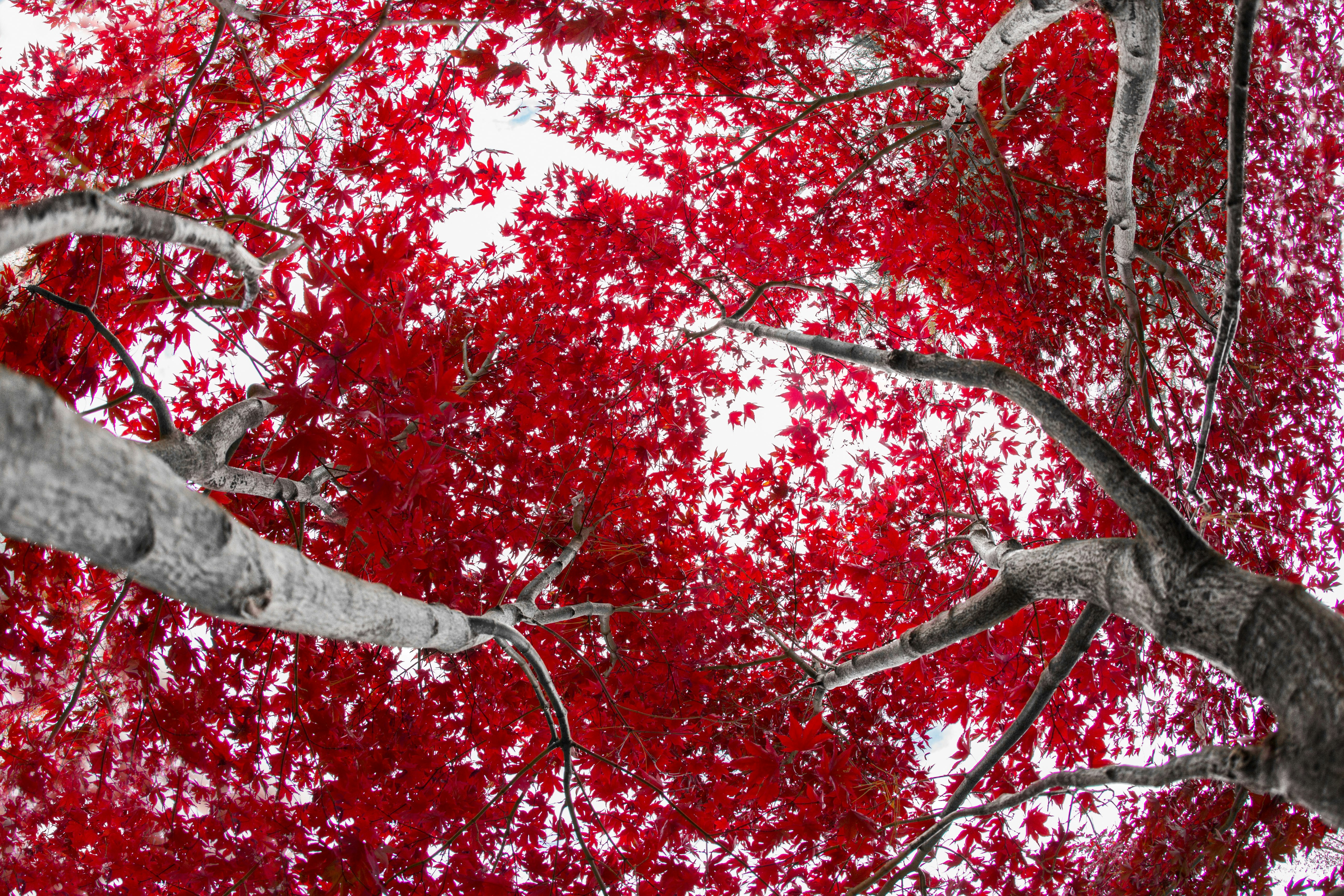 red leaf tree during daytime